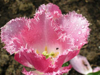 fleurs