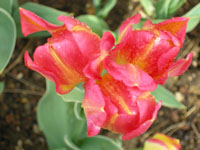 fleurs