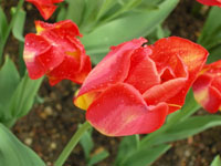 fleurs