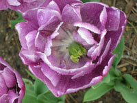 fleurs