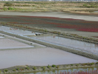 guerande
